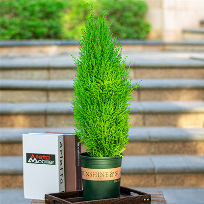香松盆栽圣诞树室内阳台室外庭院别墅花园植物金冠柏绿植树苗盆景