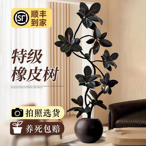 黑金刚橡皮树客厅大盆栽绿植高级感室内大型植物落地真树四季好养