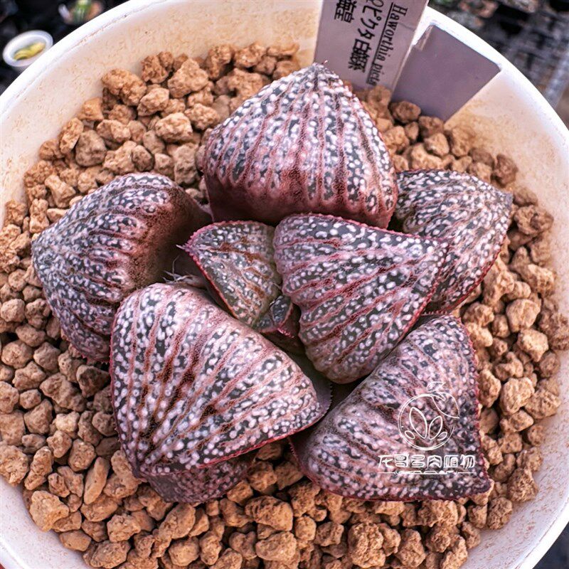 日输入 花井上条 实生选拔寿 十二卷玉露多肉植物盆栽 一物一拍