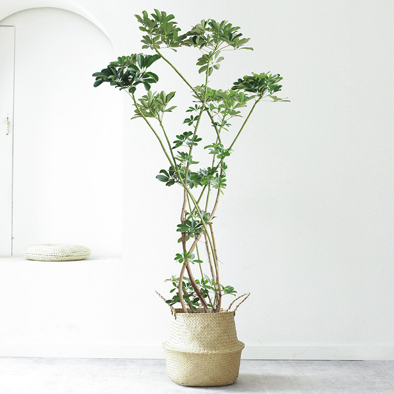 大型老桩鸭脚木网红绿植吸甲醛客厅办公室内植物鸭掌木北欧风盆栽