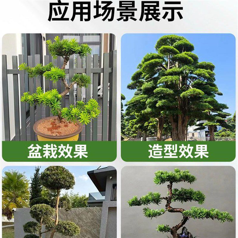 罗汉松树苗盆景小叶雀舌室外庭院地栽盆栽大树造型树桩名贵绿化苗
