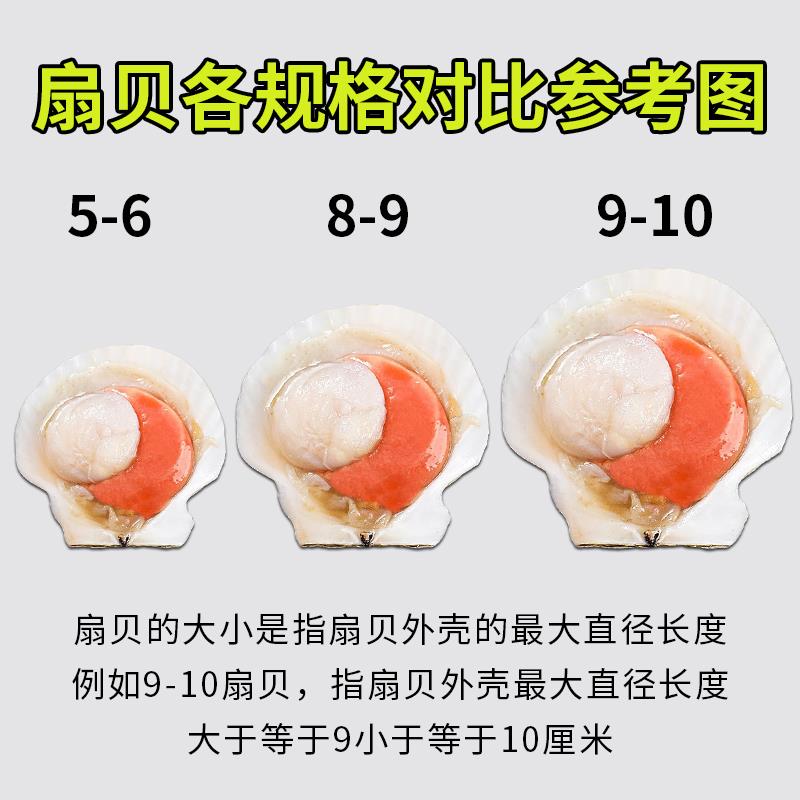 商用大扇贝新鲜冷冻半壳元贝秦皇岛产50入9-10cm