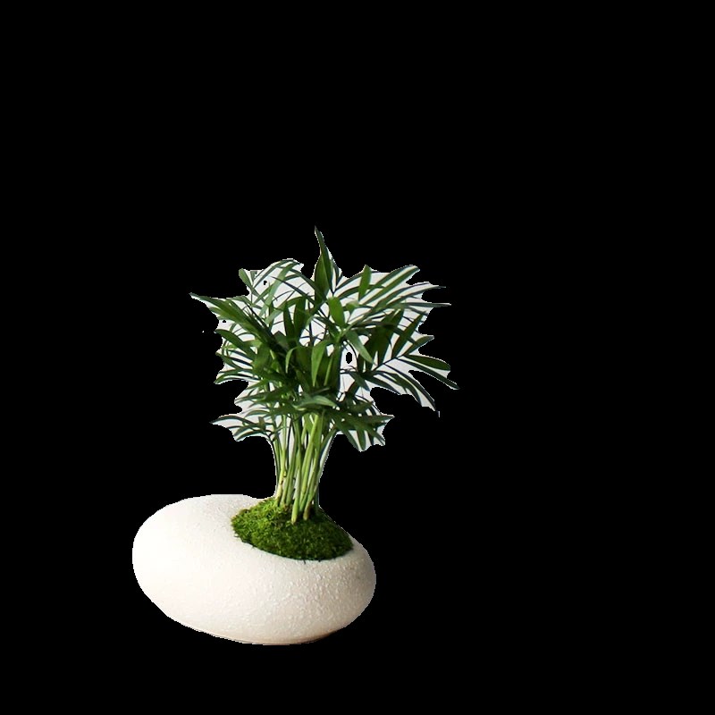 夏洛特花园 袖珍椰子 室内绿植盆栽 ins风办公室植物 生日礼物