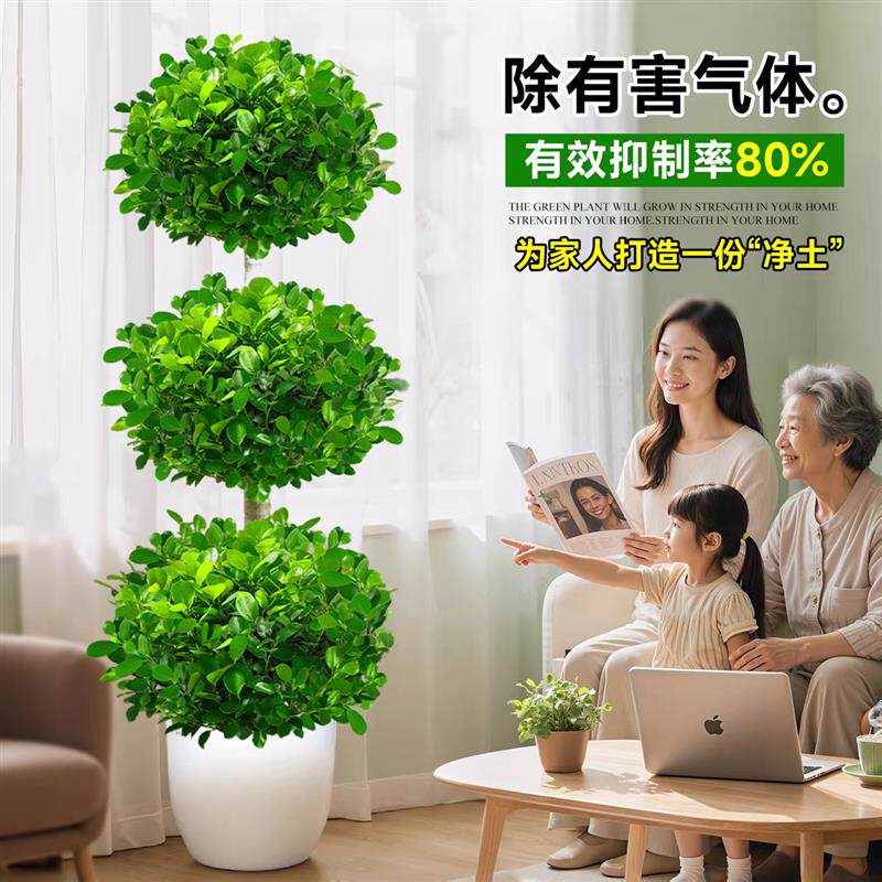 造型金钱榕发财树客厅盆栽大型绿植高级感办公室内植物摇钱树摆件
