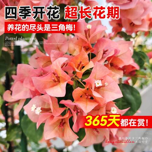 日落三角梅盆栽带花苞阳台室内高端老桩花卉绿植物特大苗重瓣绿樱