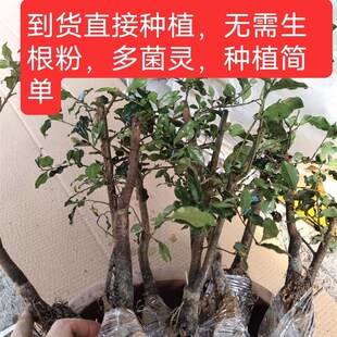 金弹子盆景 带芽弹子蛋子单子树桩 熟桩包挂果老桩子母桩金蝉子