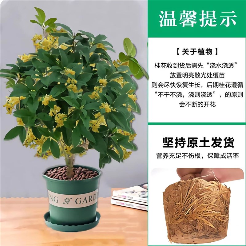 桂花树苗盆栽四季桂原生大树地栽树苗室外庭院好养浓香型花卉月桂图片