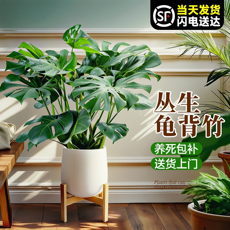 大叶龟背竹客厅盆栽绿植室内大型植物办公室花卉高级感真盆景四季