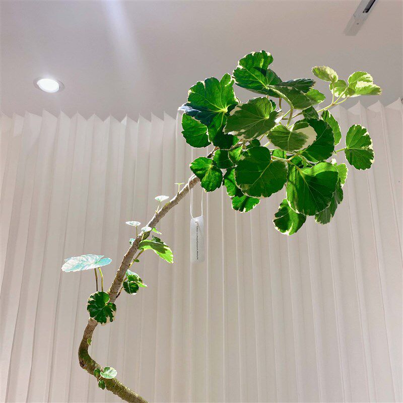 水培福禄桐金钱兜盆栽植物室内鲜切枝金钱树招财办公室绿植好养活