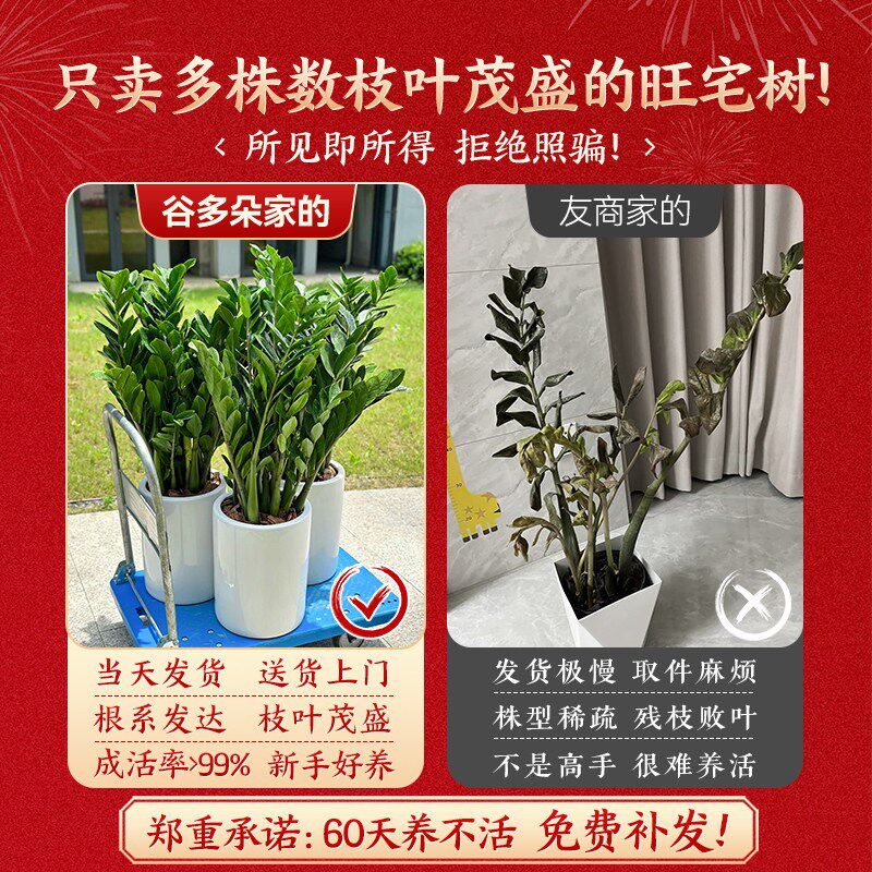 金钱树绿植盆栽客厅招财旺宅风水树大发财树摇钱送礼好养植物花卉