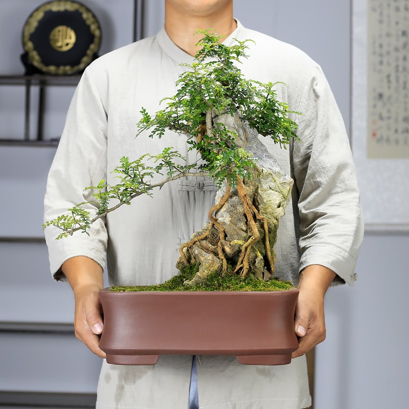 大型附石福建茶造型盆景植物室内客厅办公室盆栽阳台绿植中式摆件