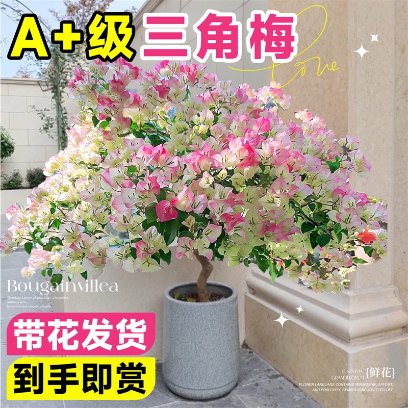三角梅盆栽带花老桩绿植花卉重瓣绿樱漳红樱树苗室内阳台爬藤植物