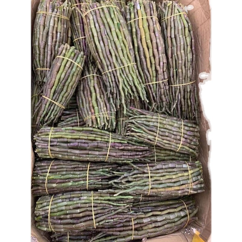 食用霍山种苗铁皮石斛鲜条短粗条铁皮石觚鲜条500克1000克包邮
