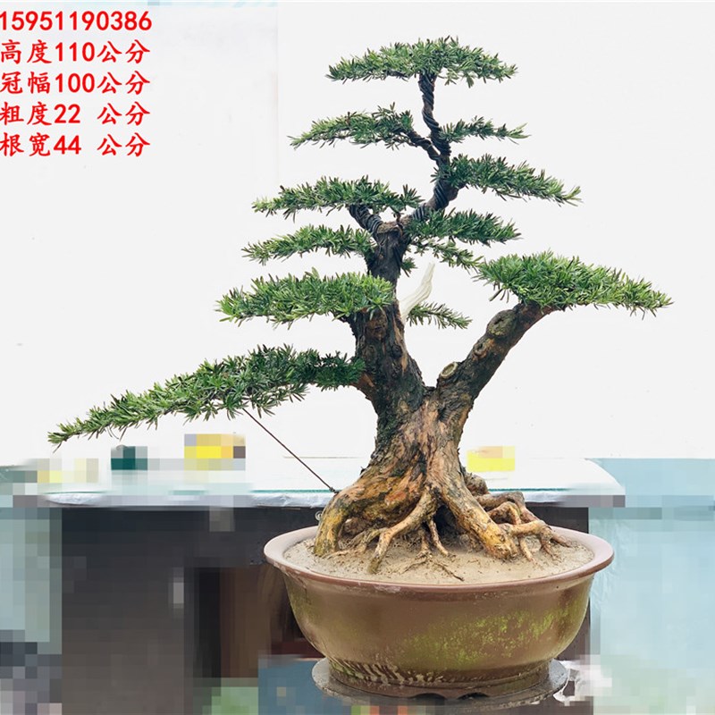 罗汉松盆景 提根米叶罗汉松盆景 珍珠罗汉松盆景树桩一物一拍