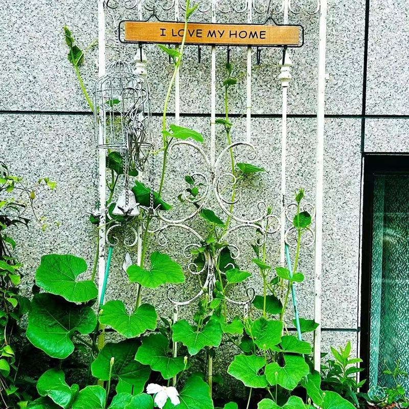 法式复古做旧铁艺长矛花架爬藤架栅栏围挡屏风阳台花园杂货园艺