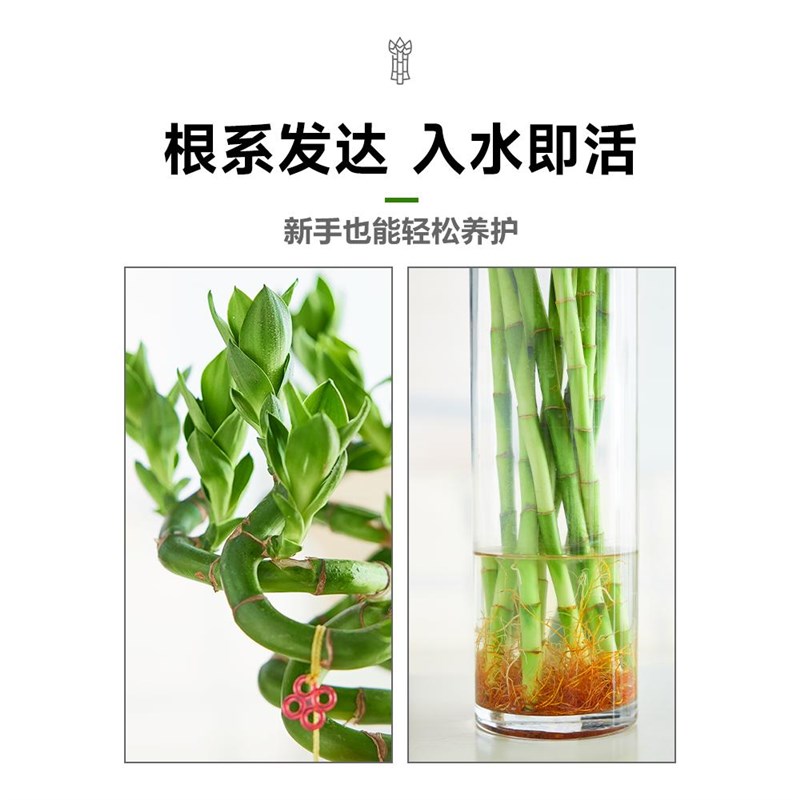 水培植物富贵竹转运竹室内客厅绿植盆栽开运竹弯竹文昌龙竹节节高