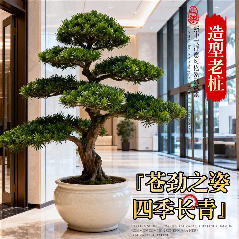 特大罗汉松盆景迎客松真树庭院造型老桩旺宅风水树室内外四季好养