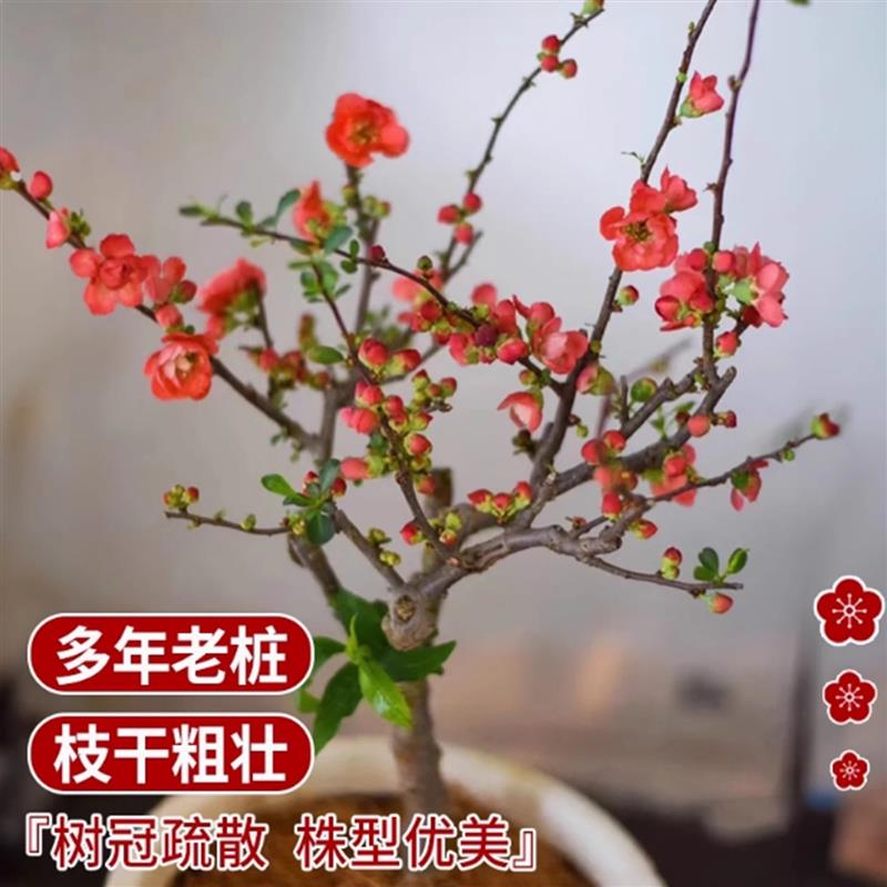 贴梗海棠花盆栽室内阳台办公室茶室树苗盆景植物四季好开花易养活