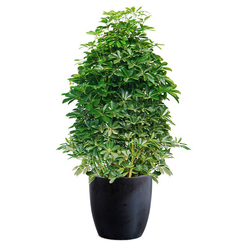 鹅掌柴鸭掌木盆栽办公室客厅室内植物大型绿植鸭脚木八方来财真花