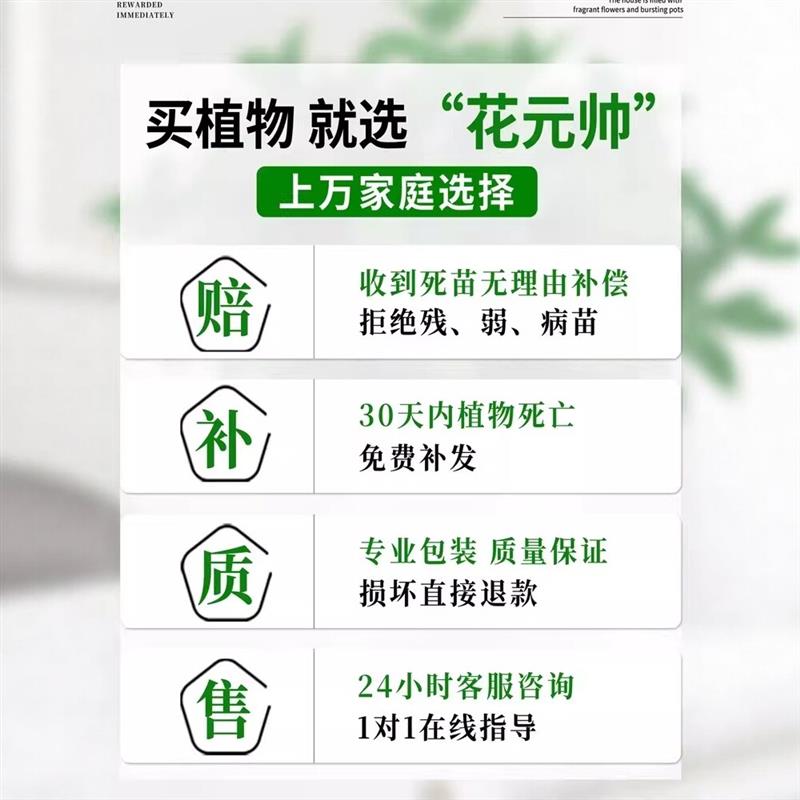 铃兰花苗盆栽带芽带根种球进口浓香型种球花卉室内外桌面绿植四季