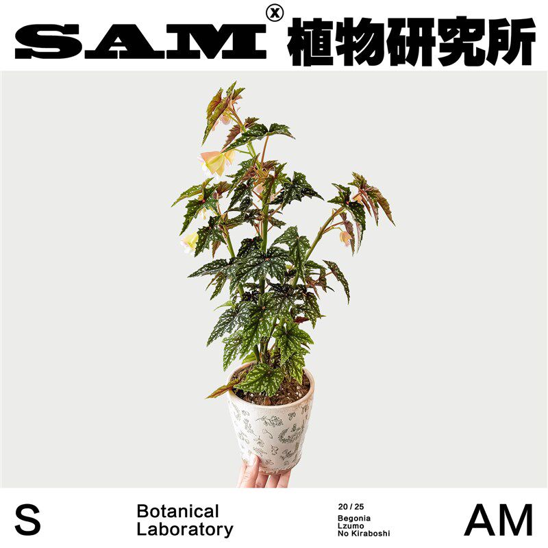 初云秋海棠/耐荫观花观叶植物/热植家居阳台花园/绿植盆栽/礼物