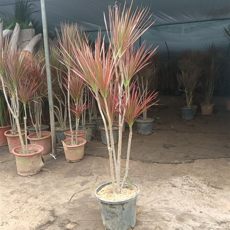 千年木绿植七彩铁龙血树客厅落地大盆栽真花轻奢乔迁室内大型植物
