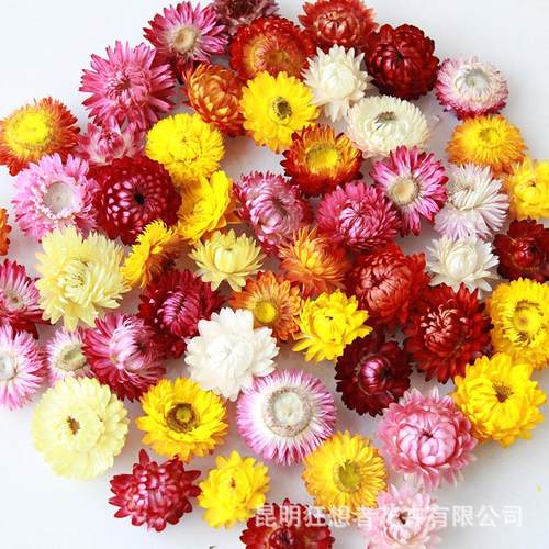 狂想者源头工厂雏菊麦秆菊干花头白色手工花材料干花材料包