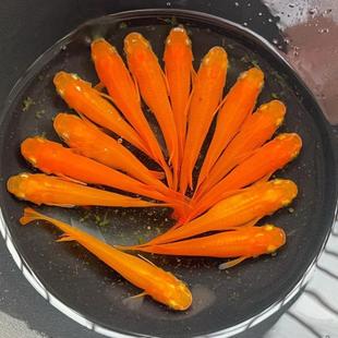 观背青鳉观鱼ZY1688 M魔法鱼冷水淡水型锦赏鲤鱼金不打氧小好养易