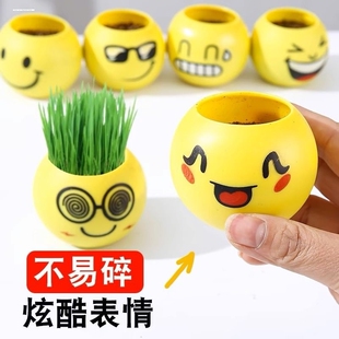 创意草头长草娃娃迷你可爱盆栽水培桌面趣味阳台绿植物儿童种植