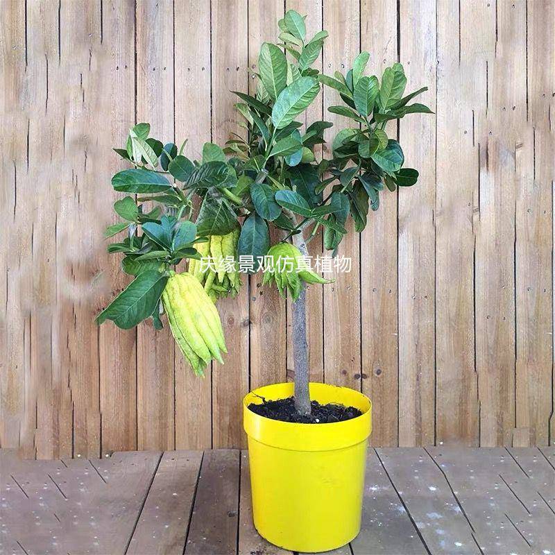仿真佛手植物五指橘工艺品室内树阳台装饰商场园艺家居摆饰品盆栽