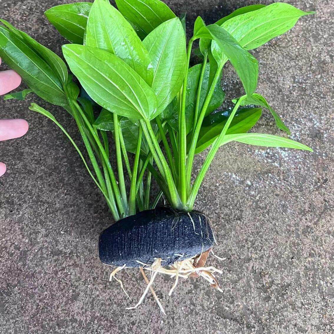 坨草造景氧水草热带鱼阴性净化鱼缸观赏鱼【水下草】跨境