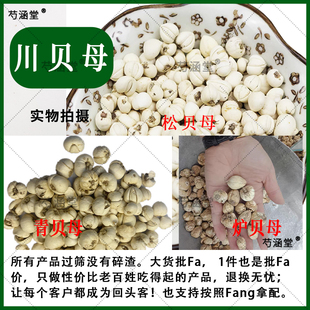 川贝母川贝粉四川松潘松贝 四川青川青贝 四川甘孜康定炉贝中药材