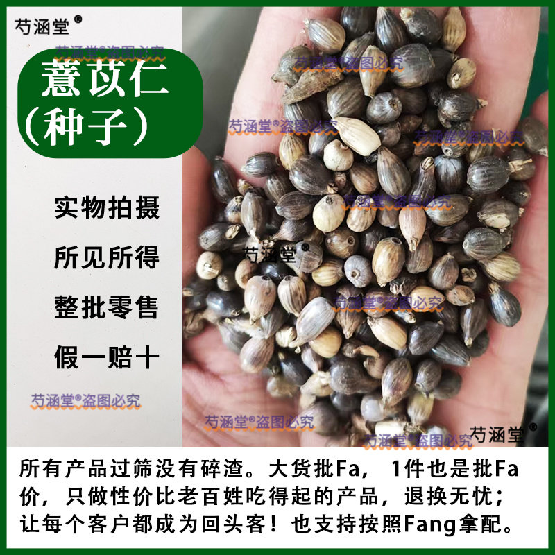 中药材薏米种子草珠子薏苡仁种子小薏米籽苡米薏仁米种子种苗