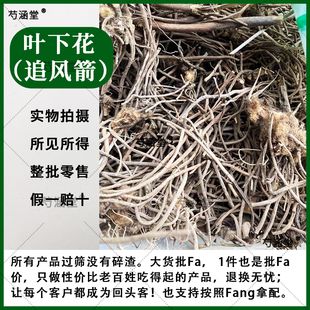 云南野生中药材叶下花 追风箭 地黄连 兔耳风 叶下花根 正品包邮