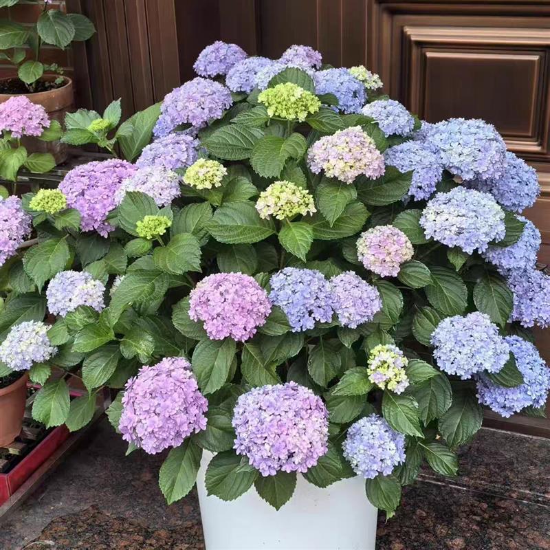 《大海蓝》无尽夏绣球花盆栽阳台庭院花卉耐寒热大花绣球好养活
