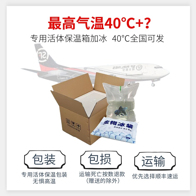 红银河鱼骨水晶虾鲜活到家淡水鱼缸观赏虾粮草缸工具清洁除藻包邮