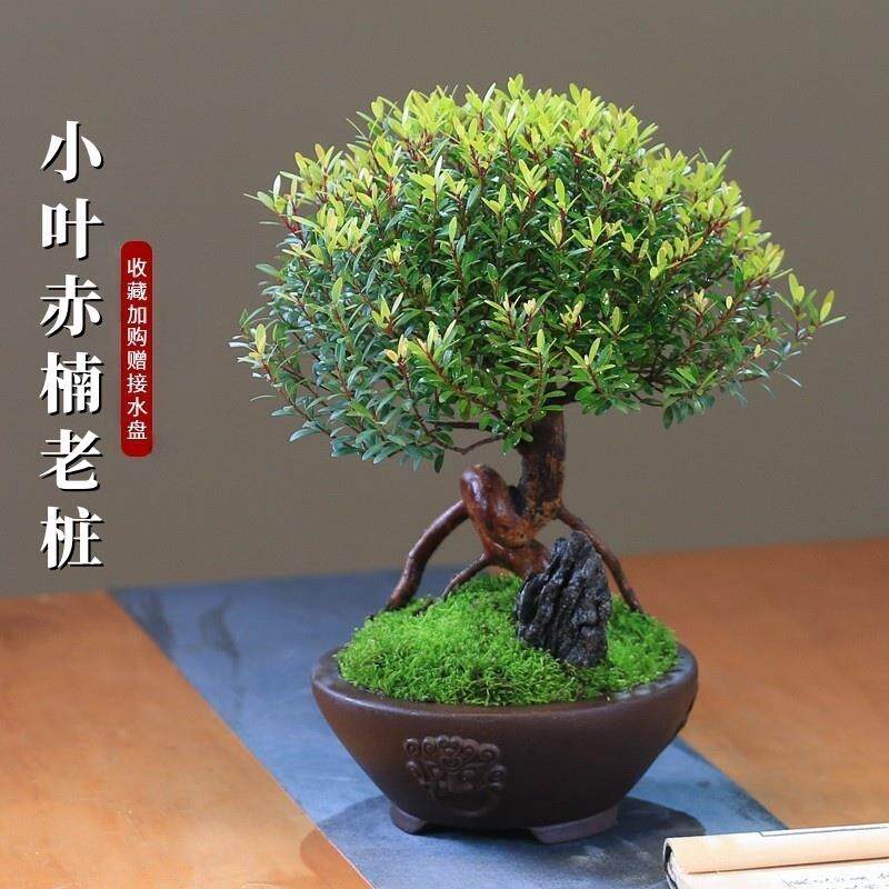 小叶赤楠老桩盆景室内造型植物茶室桌面办公室新中式楠木绿植盆栽