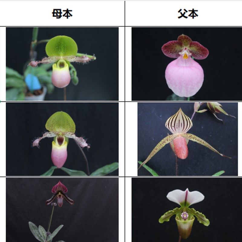 绿缘兰花  新品小苗兜兰