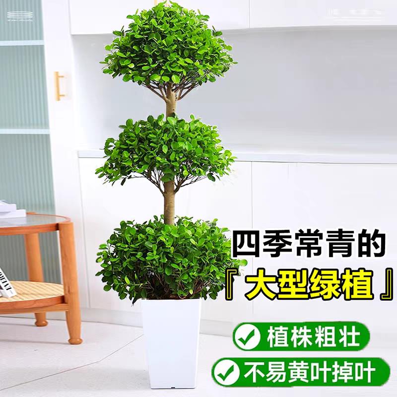 金钱榕客厅大盆栽造型榕树办公室内大型植物摇钱树落地绿植发财树
