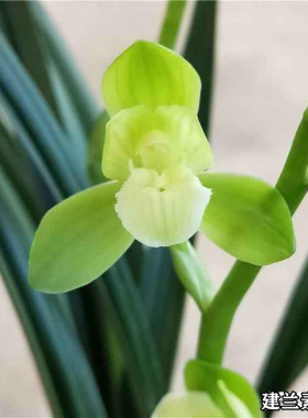 兰花苗建兰荷瓣素君荷花型大素雅清香四季兰盆栽绿植花卉阳台室内