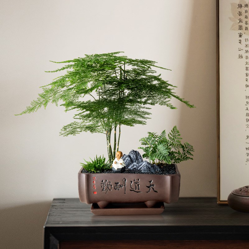 文竹盆栽玄关绿植办公室云竹盆景室内植物桌面禄植客厅旺宅发财树