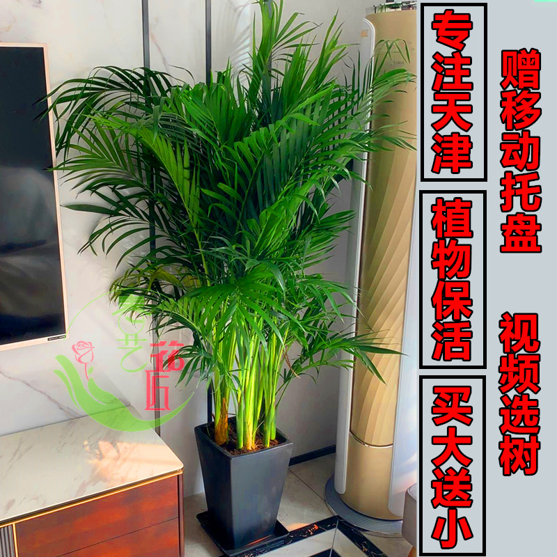 散尾葵栽凤尾竹夏威夷盆绿植公司客厅室内乔迁净化空气吸甲醛盆栽