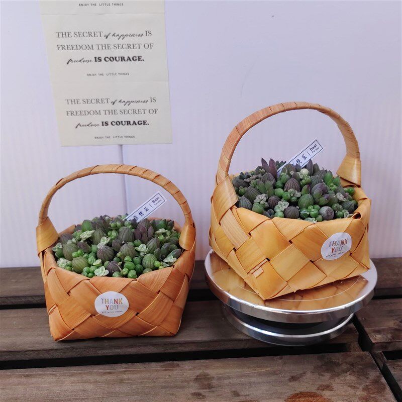 多肉创意果篮子盆栽带盆栽好 西瓜珠兜球小南瓜组合 精品高档组合