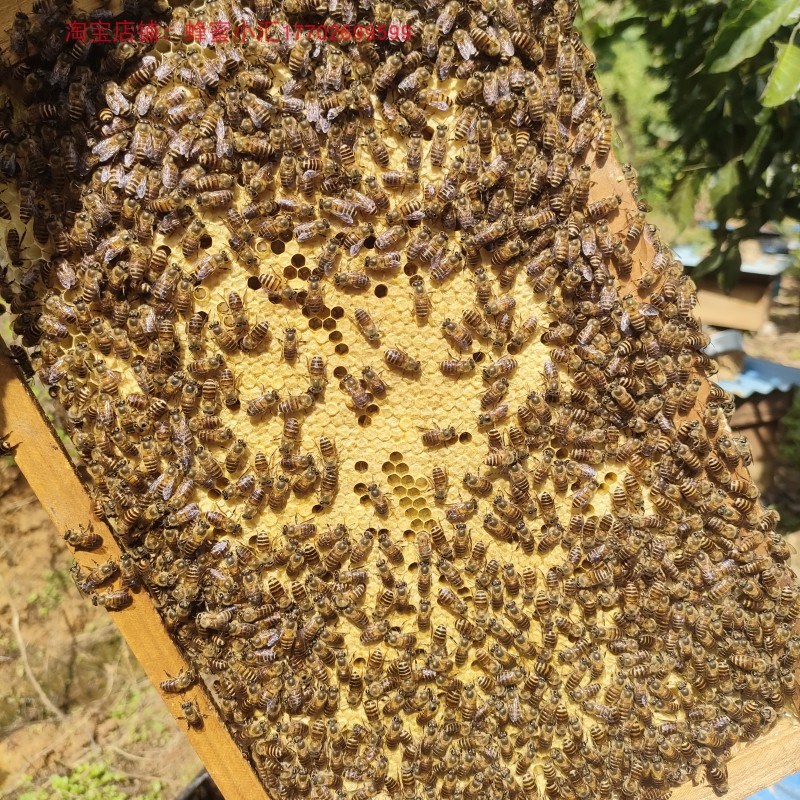 蜜蜂蜂群中蜂蜂群带王阿坝蜂王蜜蜂活群带王 蜜蜂活群带王带箱