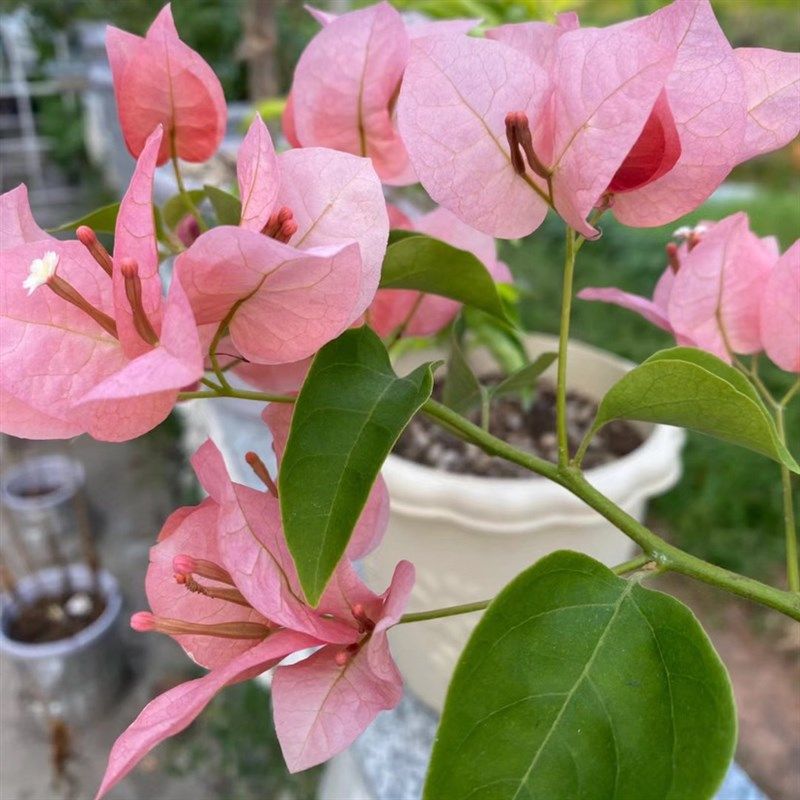 不甜西瓜三角梅四季开花带花发货阳台庭院绿植爬藤老桩原生扦插