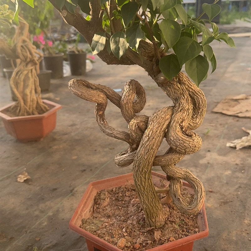 三角梅坨坨桩.提根.怪根盆景一物一拍
