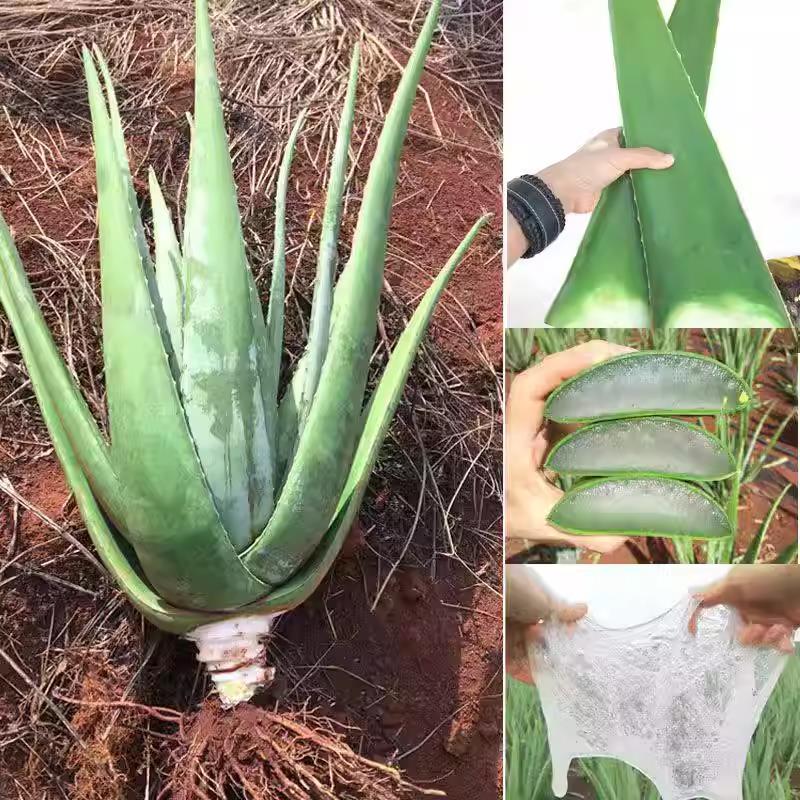 库拉索芦荟盆栽好美容芦荟植物食用芦荟绿植芦荟苗芦荟耐寒耐旱