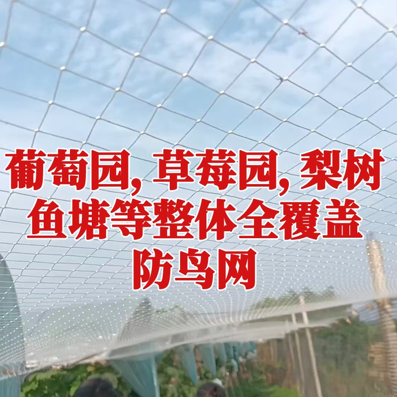 果树防鸟网蓝莓樱桃整体覆盖葡萄露天天网高强涤纶鱼塘尼龙网种植