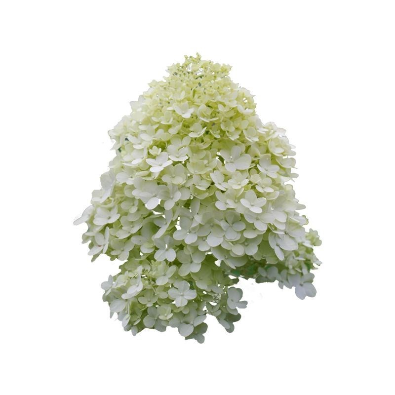 庭院别墅木本绣球花苗中华木绣球树苗盆栽地栽植物楼顶阳四季开花图片