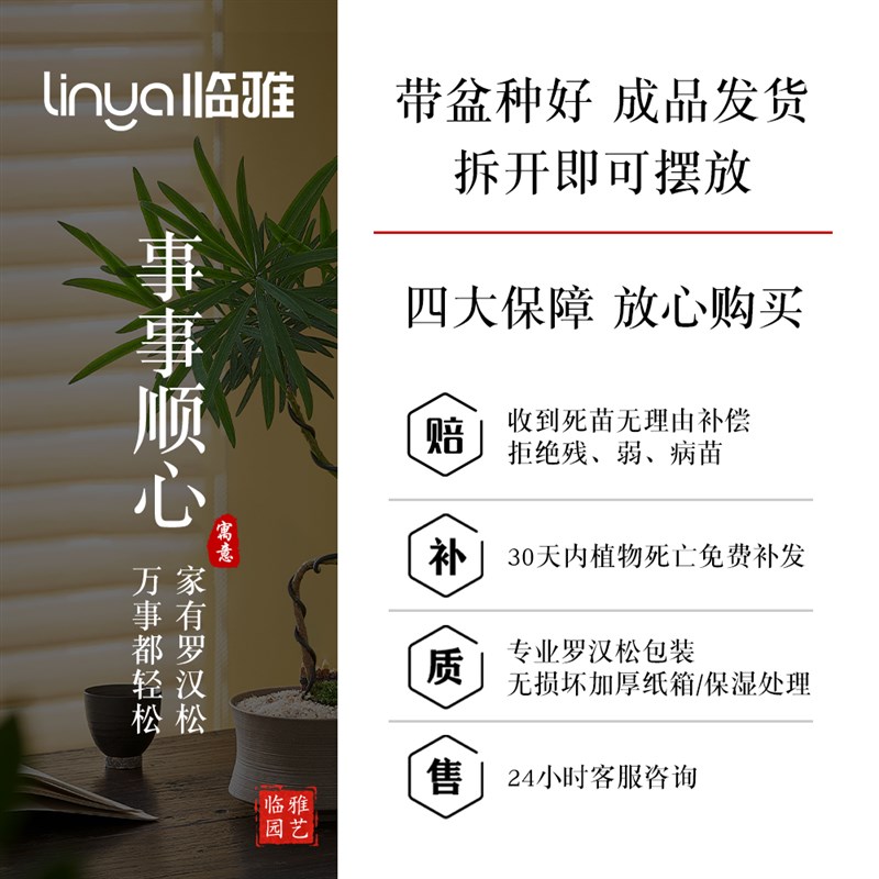 造型罗汉松盆景绿植室内盆栽植物客厅桌面摆件办公室好养易活四季